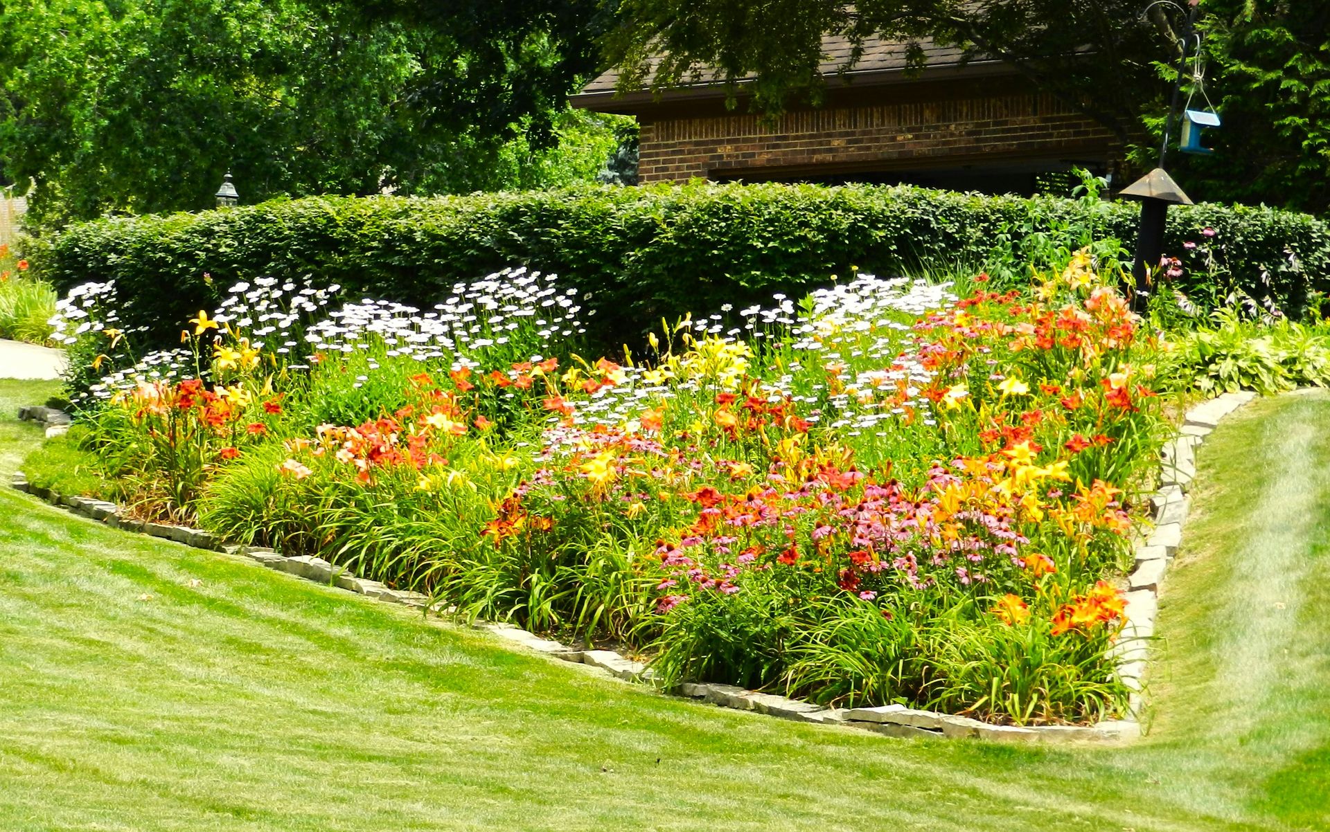 Vibrant flower garden with colorful blooms, green grass, and hedge